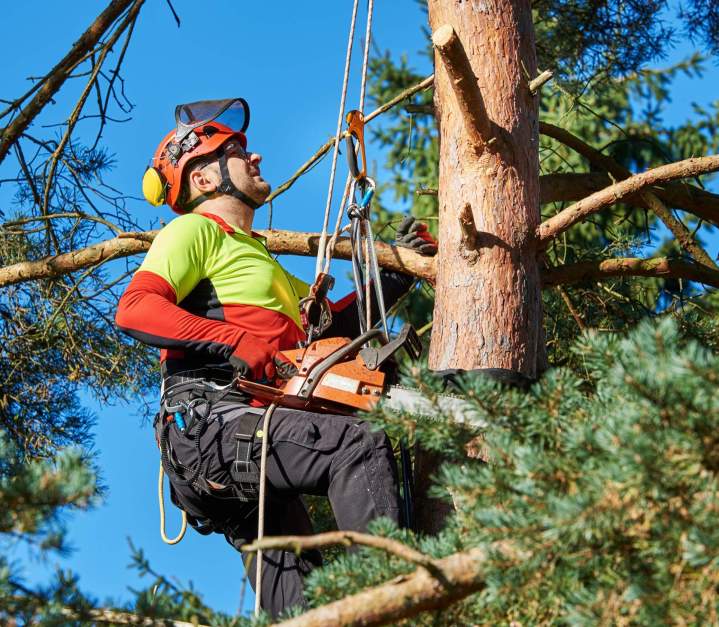Élagage d'arbre difficile Vierzon
