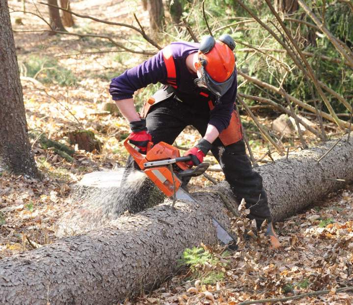 Abattage d'arbre difficile Vierzon