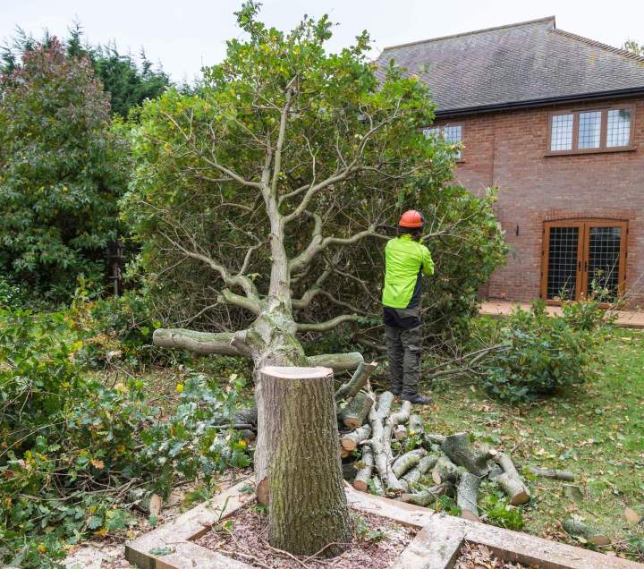 Abattage d'arbre dangereux Vierzon